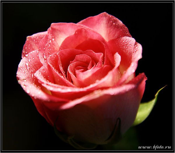 Гузель Атласова