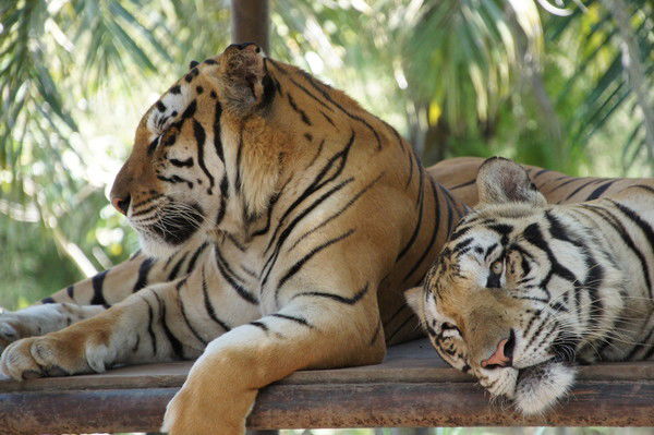 Арутюн Карташян