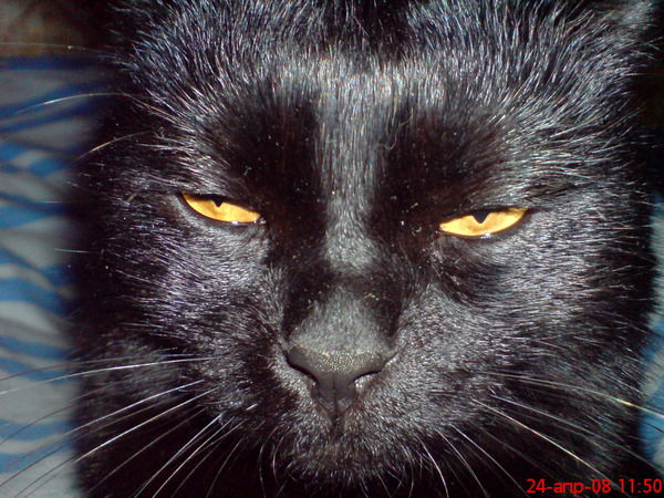 Павел Ковалев