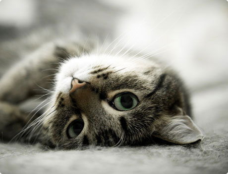 Служба Mail.ru Pro