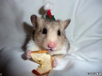 Дулат Жумиров