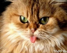 Сергей Яромка