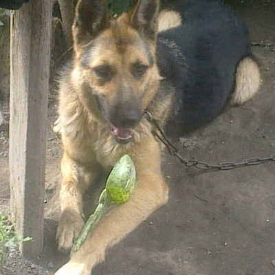 Дмитрий Беляев