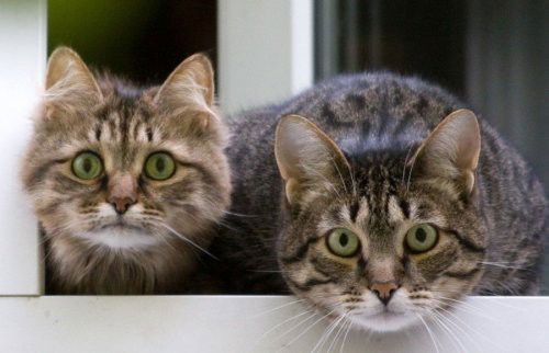 Николай Лесник