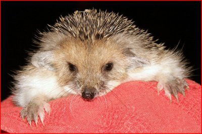 Дмитрий Серебряков