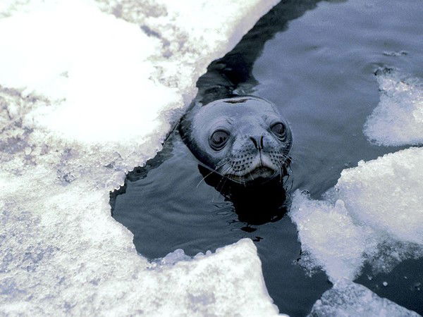 Светлана Шлеева