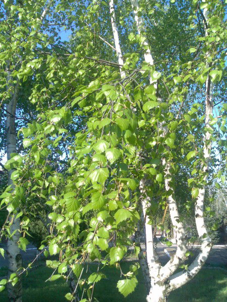 Света Дудченко