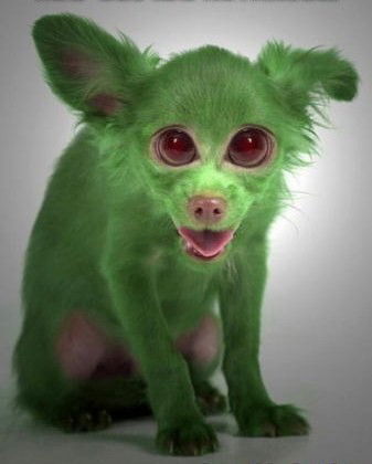 Людмила Кисюк -Пушистая