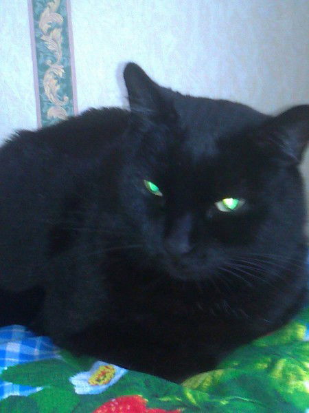 Андрей Черепанов