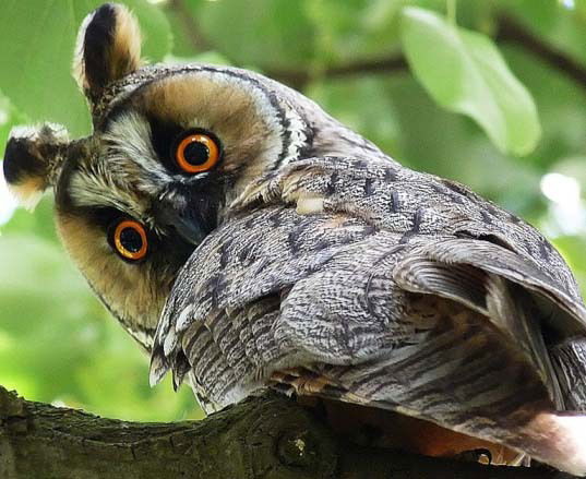 Оксана Ширенко