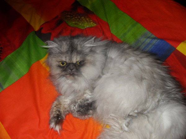 Алена Половенко