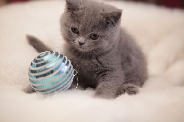 Елена Юркевич