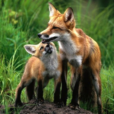 Даша Салина