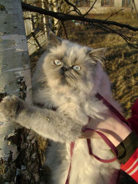 Максим Витоль