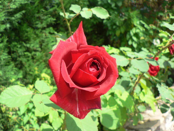 Эльнура Исмаилова