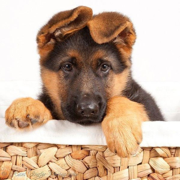 Марина Самарина