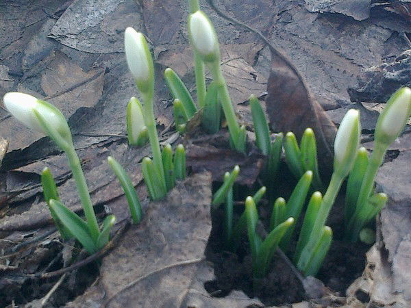 Татьяна Харламова