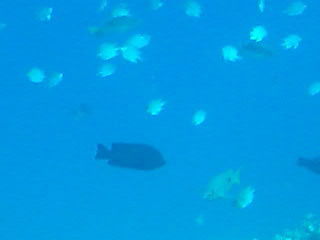 Марина Олентьева