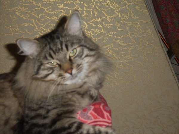 Тимофей Гринёв