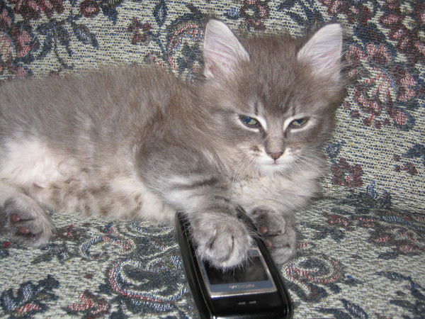 Света Недоступ