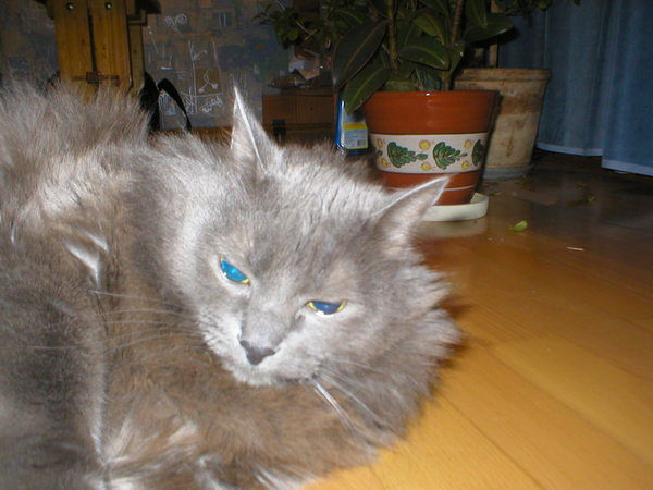 Ольга Колядинская