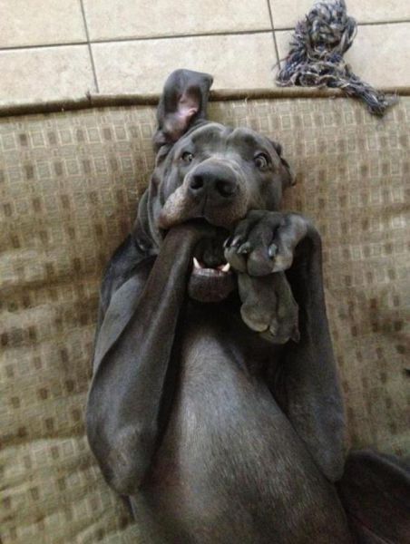 Игорь Волков