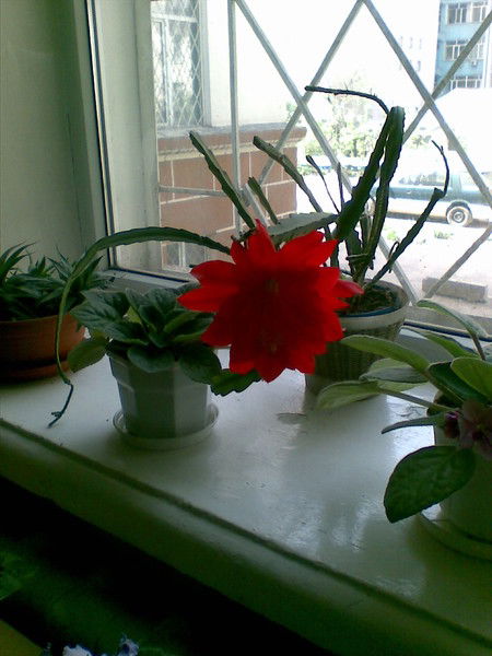 Надежда Волкова