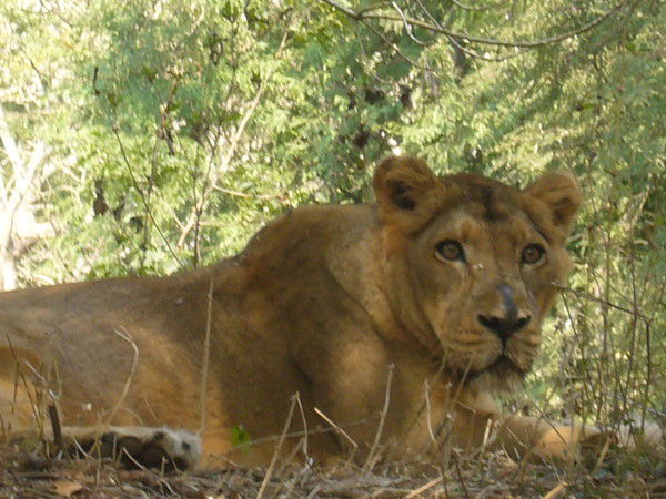 Виктория Сидоровская