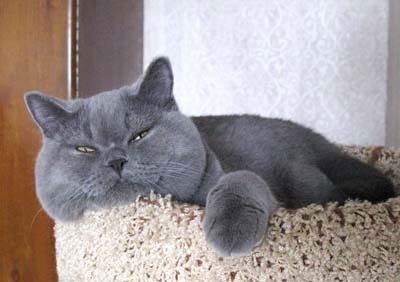 Игорь Рыжонков