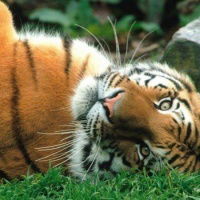 Ирина Никонова