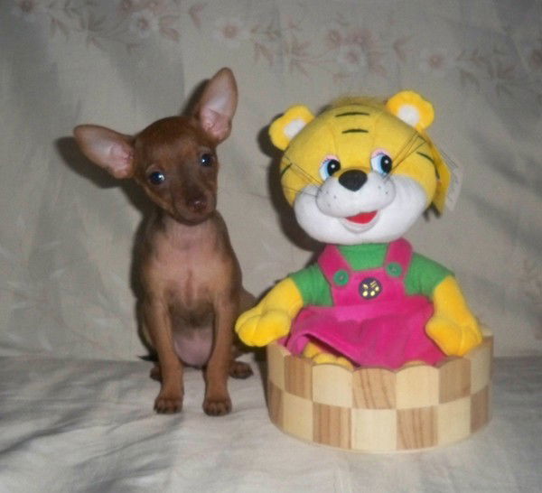 Валентина Соколова