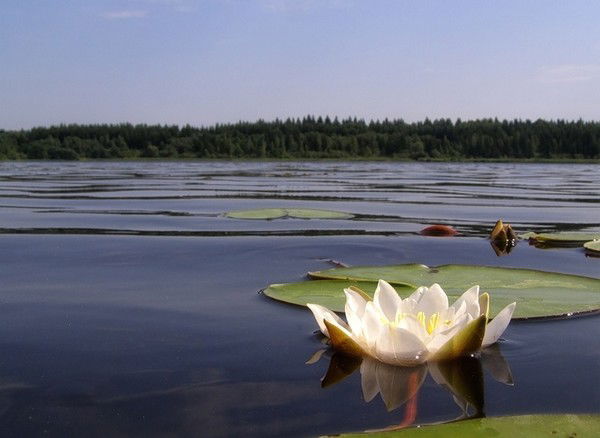 Альфа Фарход