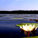 Альфа Фарход