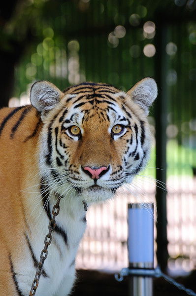 Сергей Максимов