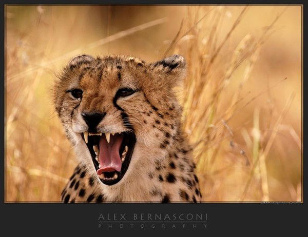 Диан =)) Шарафутдинов