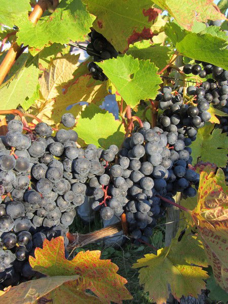 Робертас Бразаускас