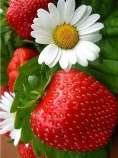 Лидия Иванова