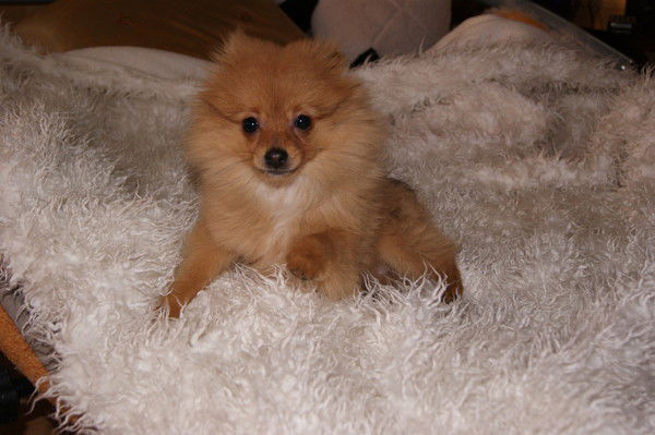 Лолита Цесарская