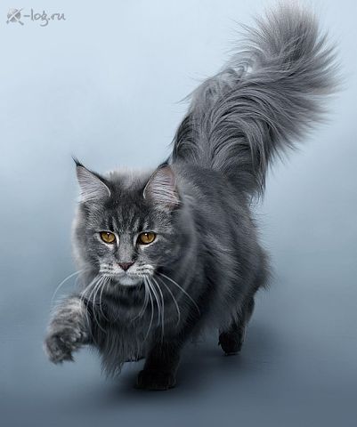 Катя Герасимова