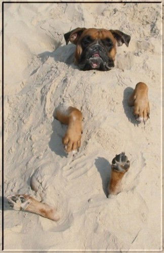 Александр Пикарский