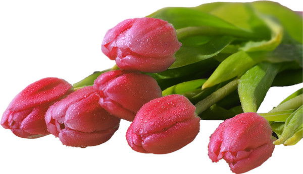 Олеся Камышанская