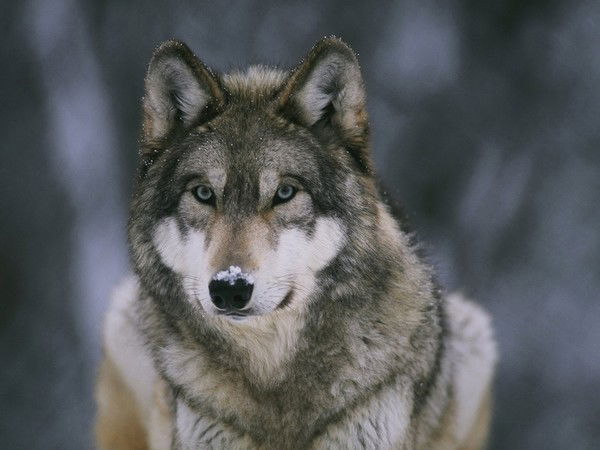 Евгений Волков