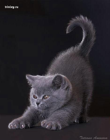 Альбина Галиуллина