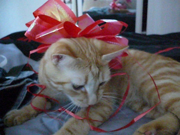 Катюша Огородникова