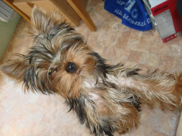 Андрей Куницкий