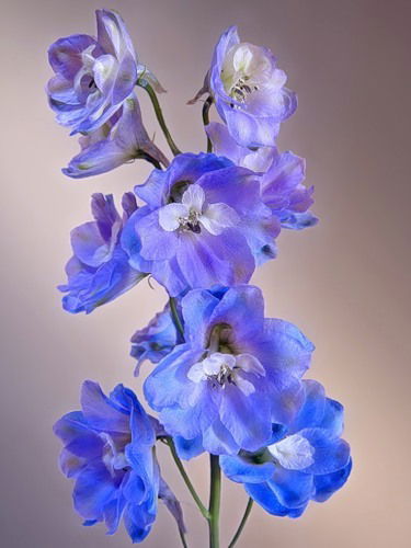 Наталья Тюрина