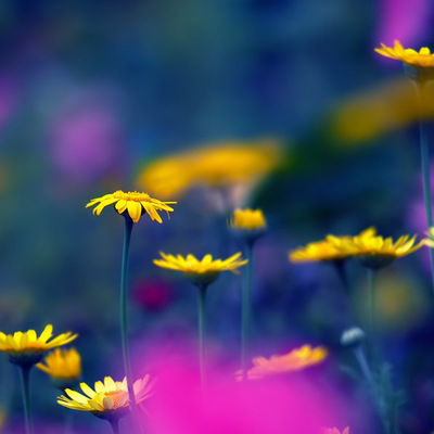 Флюза Ахмедьянова