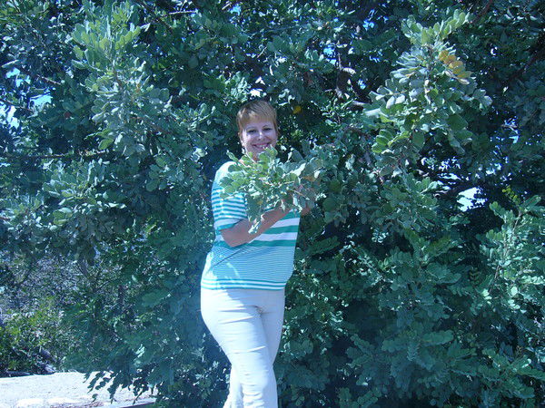 Елена Дронова