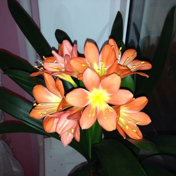 Настя Пономарева