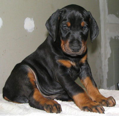 Cветлана Грехова